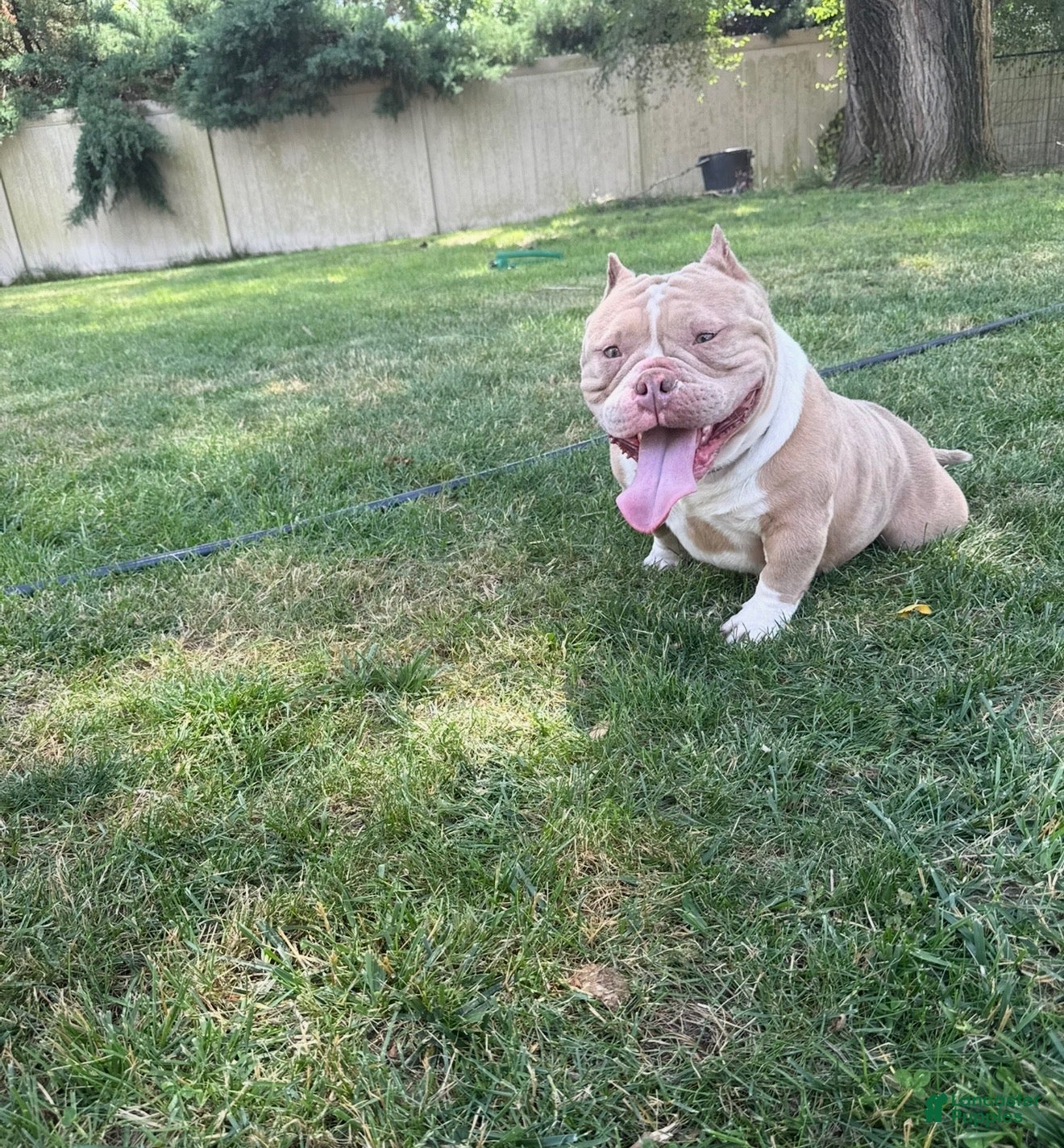 American Bully dogs Shay - Ad 33