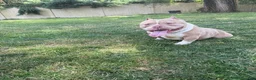 American Bully dogs for sale: Shay - Ad 1