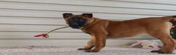 Belgian Malinois dogs for sale: Ginger - Ad 14