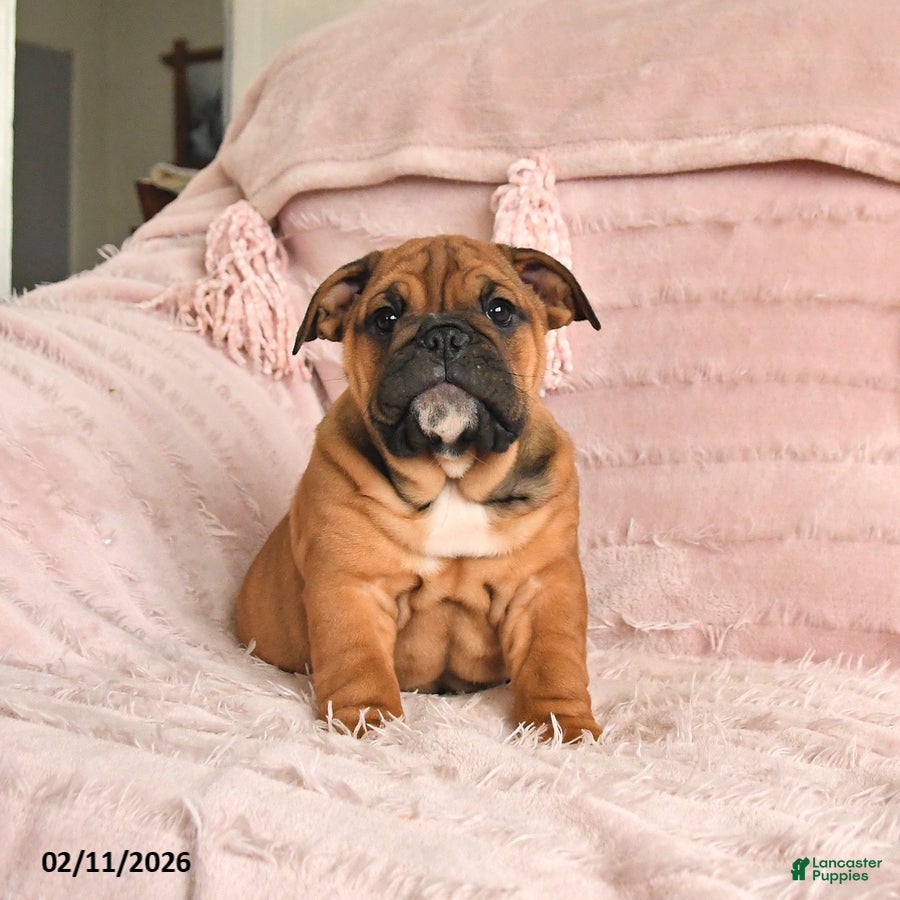 English Bulldog dogs Bonnie - Ad 12