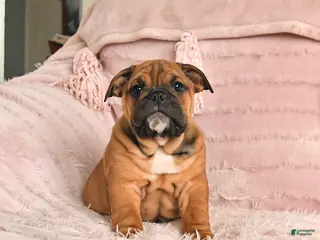 English Bulldog dogs Bonnie - Ad 12