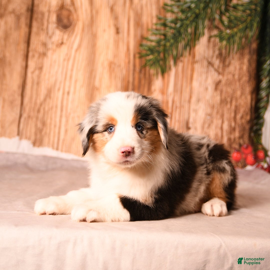 Miniature Australian Shepherd dogs for sale: Eggnog - Ad 2