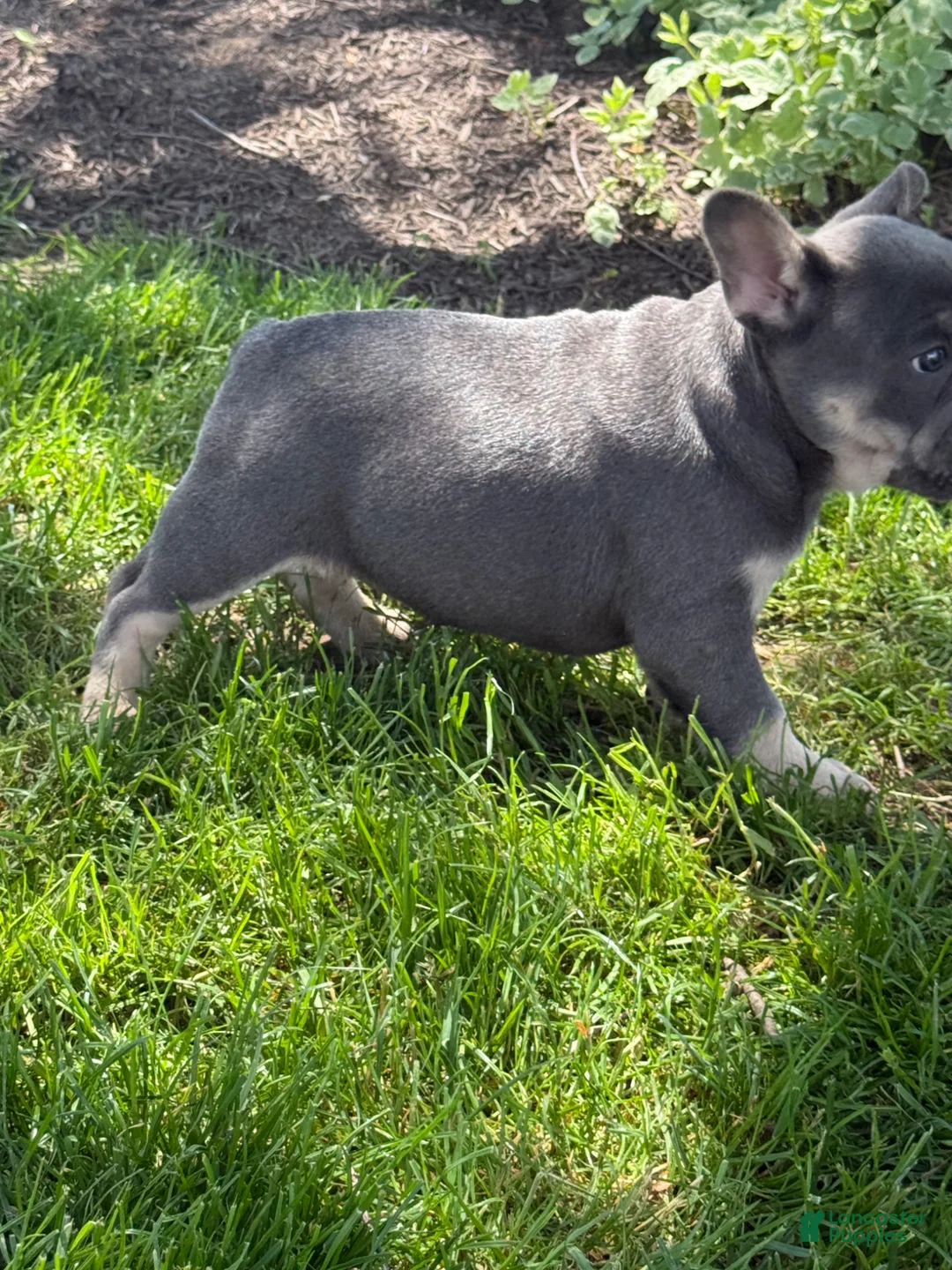 French Bulldog dogs for sale: French Bulldog Puppy 3 - Ad 2