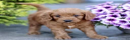 Mini Goldendoodle dogs for sale: Kya  - Ad 2