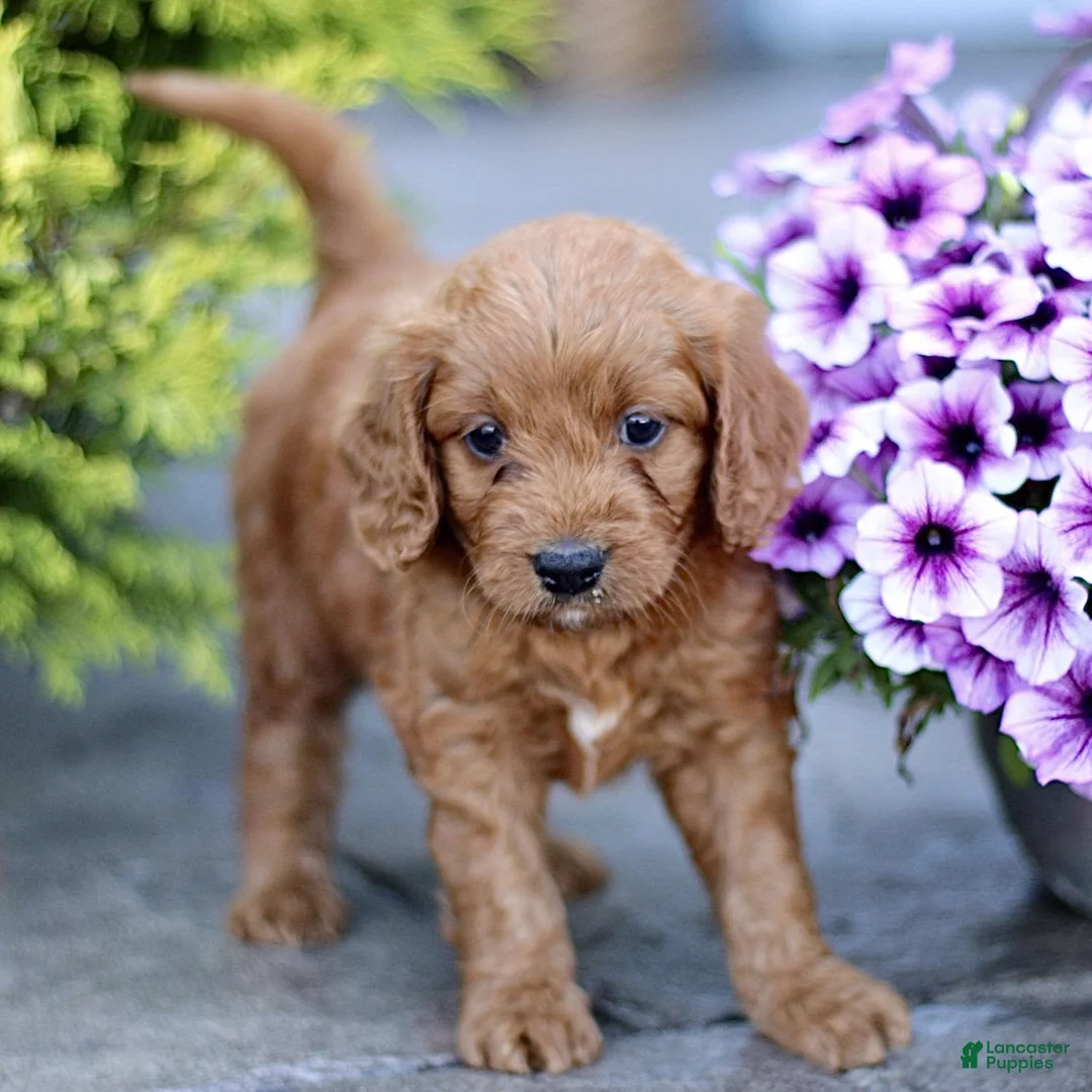 Mini Goldendoodle dogs for sale: Kya  - Ad 2