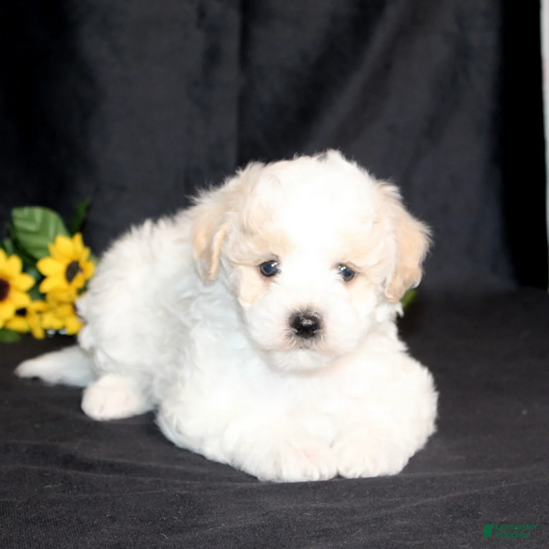 Bichpoo dogs for sale: Daisies TOY - Ad 3