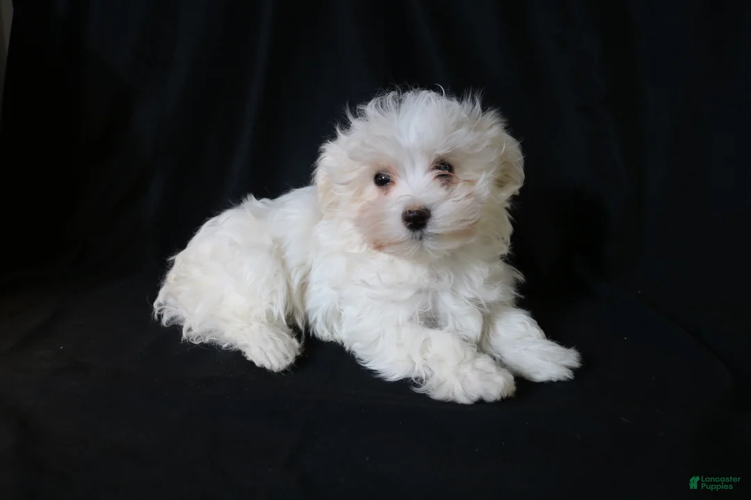 Maltese dogs for sale: Leo - Ad 4