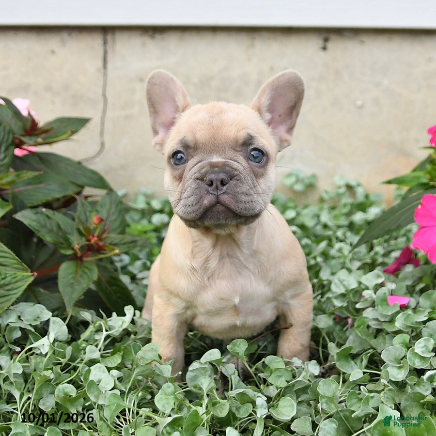 French Bulldog dogs Fiona - Ad 1