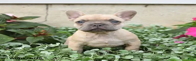Fiona