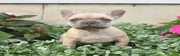 French Bulldog dogs for sale: Fiona - Ad 1