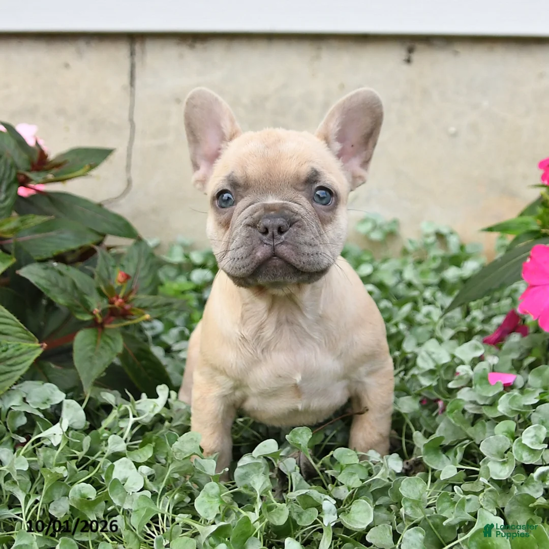 French Bulldog dogs for sale: Fiona - Ad 1