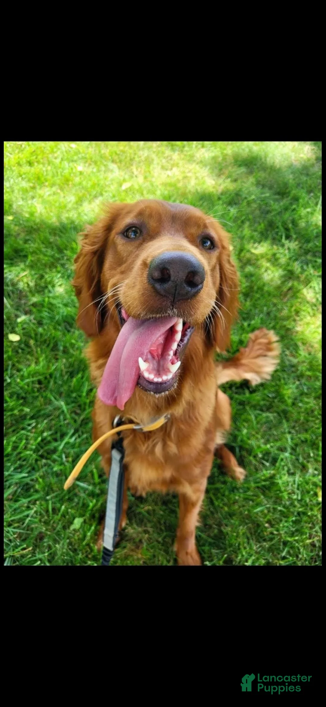 Mixed Breed dogs for sale: Slade - Ad 13