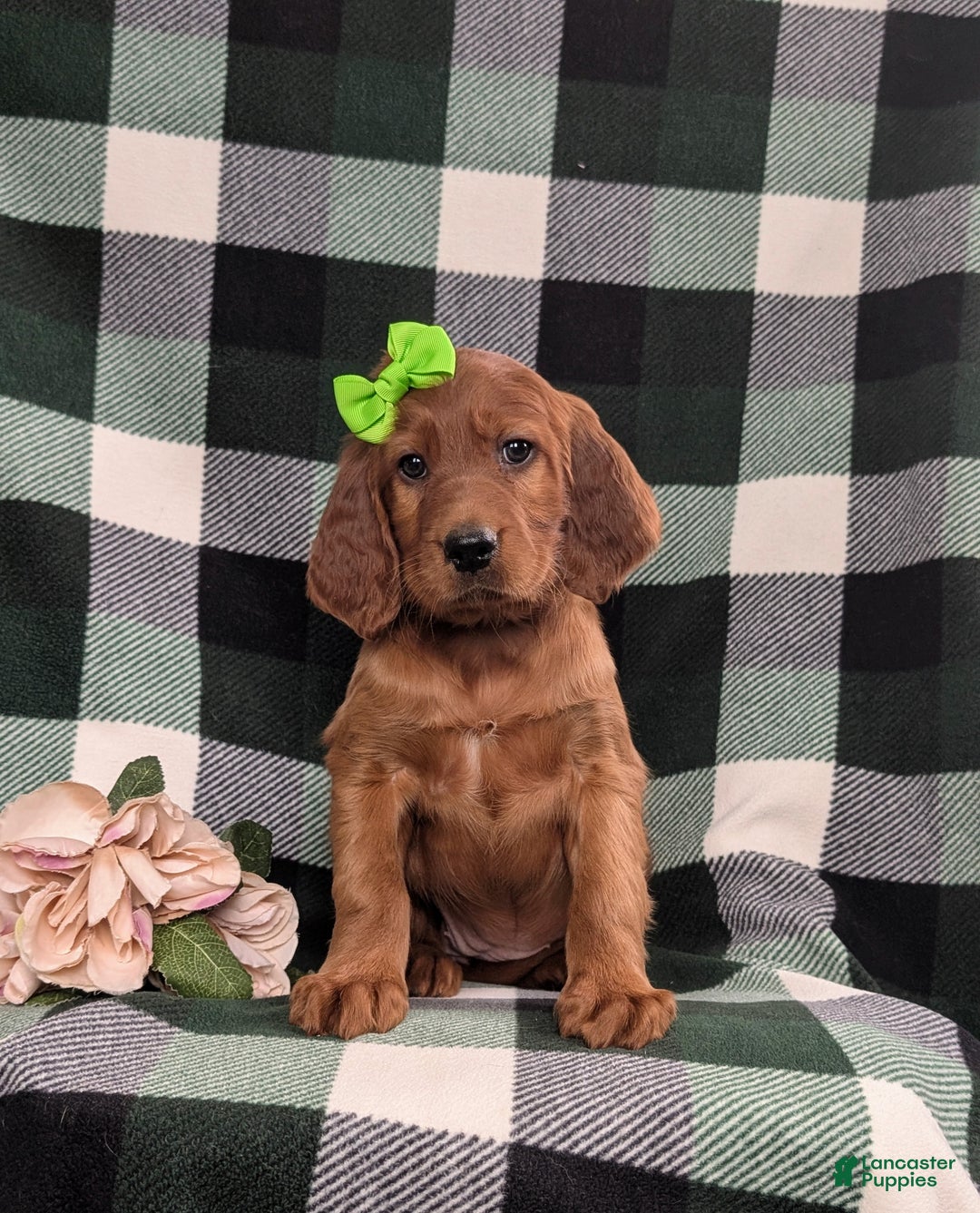 Irish Setter dogs for sale: Genna - Ad 2