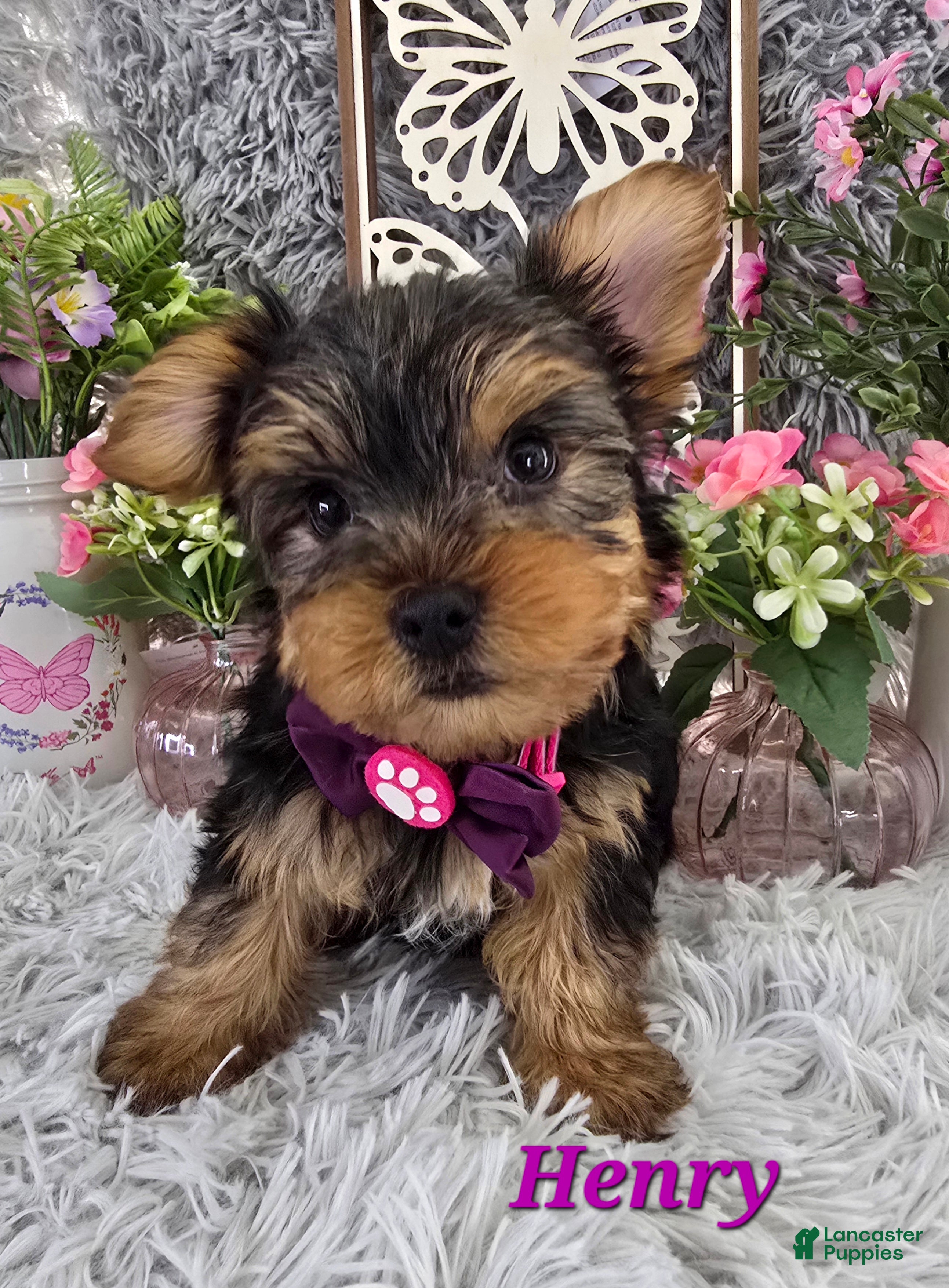 Yorkshire Terrier dogs Henry - Ad 22