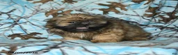 Shih Tzu dogs for sale: Ken  - Ad 4