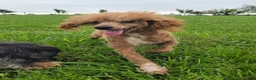 Shihpoo dogs for sale: Cody - Ad 11