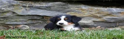 Bernese Mountain Dog dogs for sale: Clover - Ad 4