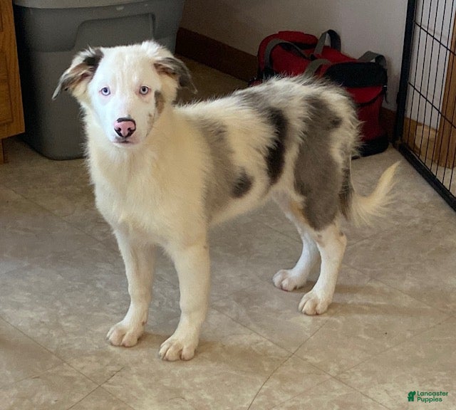 Australian Shepherd dogs Sasha - Ad 1