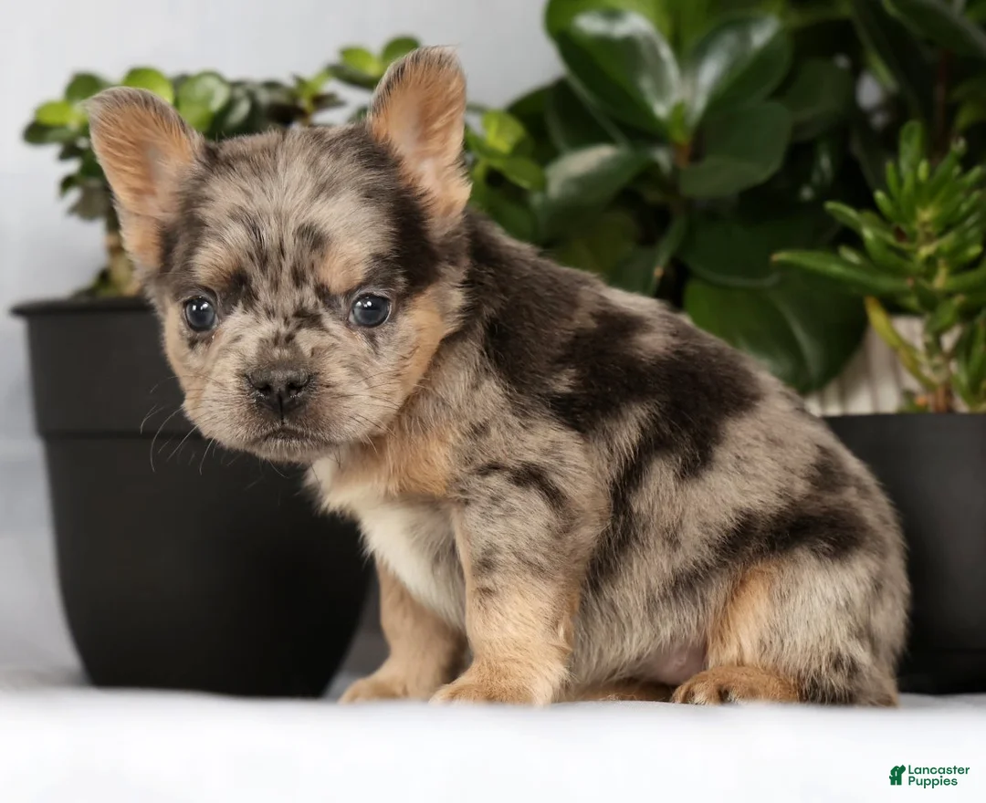 French Bulldog dogs for sale: Nimmy - Ad 3