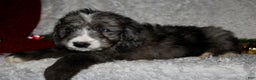Bernedoodle dogs for sale: Buddy - Ad 2