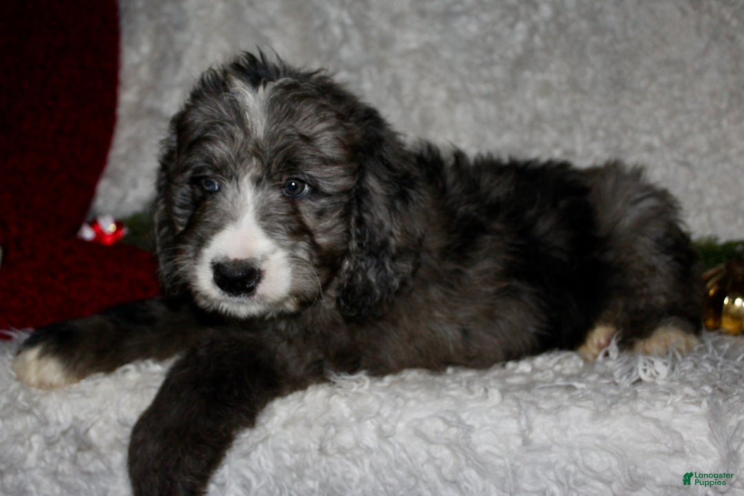 Bernedoodle dogs for sale: Buddy - Ad 2