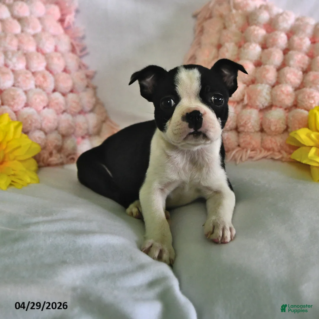 Boston Terrier dogs for sale: Dawn - Ad 1