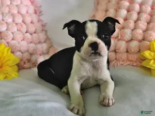 Boston Terrier dogs for sale: Dawn - Ad 2