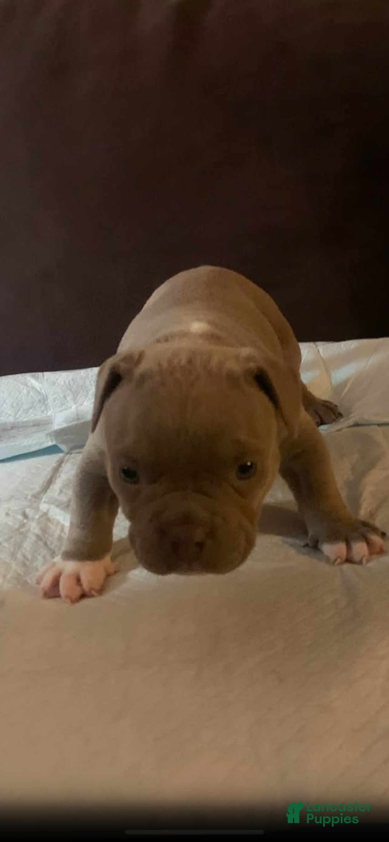 American Bully dogs American Bully 2 - Ad 11