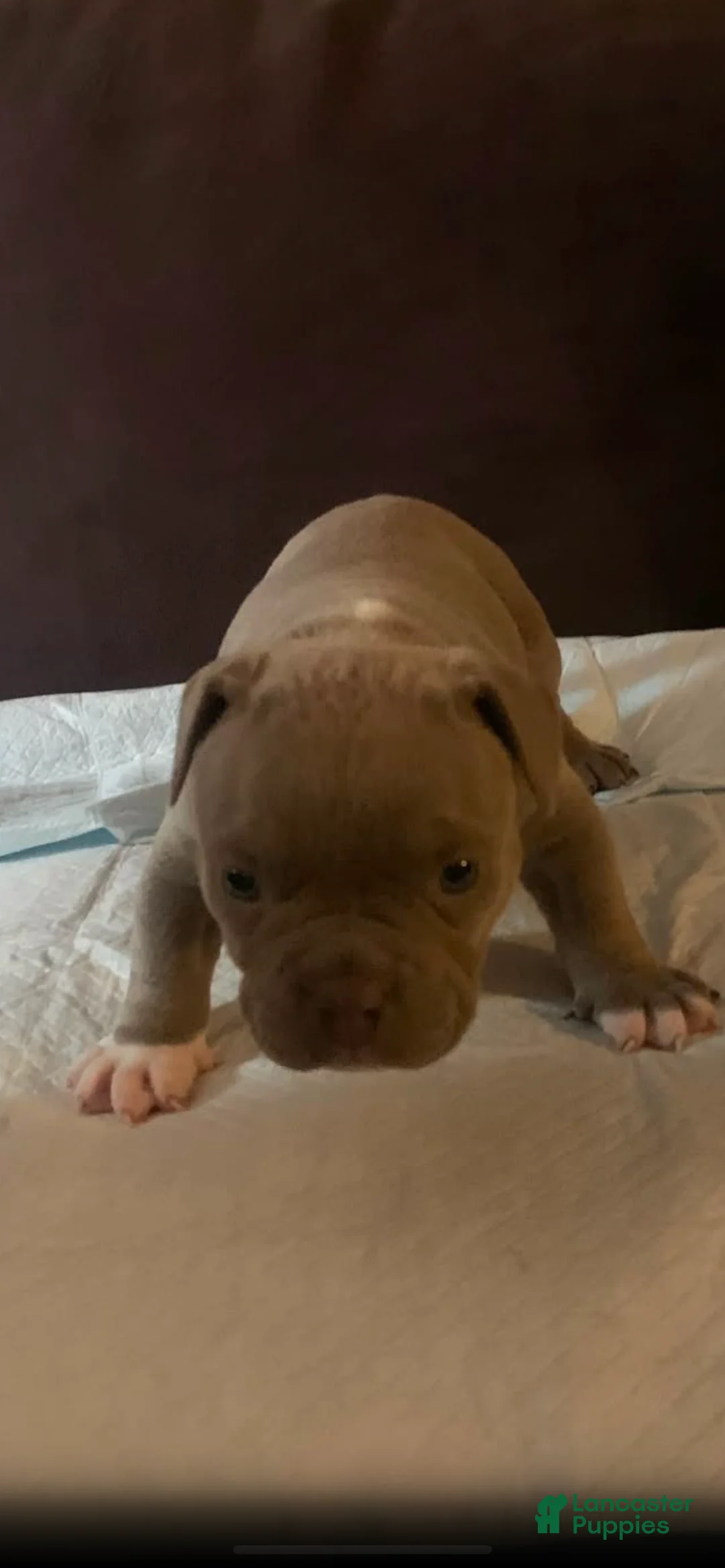 American Bully dogs for sale: American Bully 2 - Ad 1