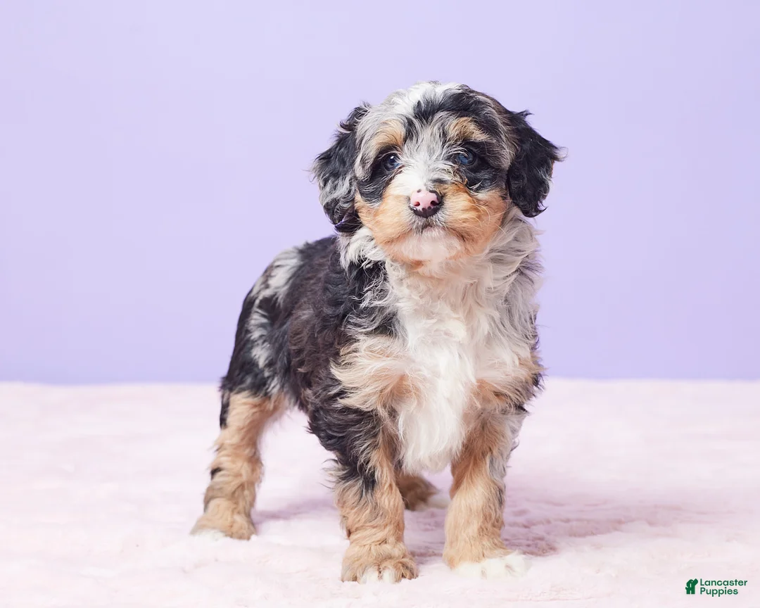 Mini Bernedoodle dogs for sale: Polly - Ad 6