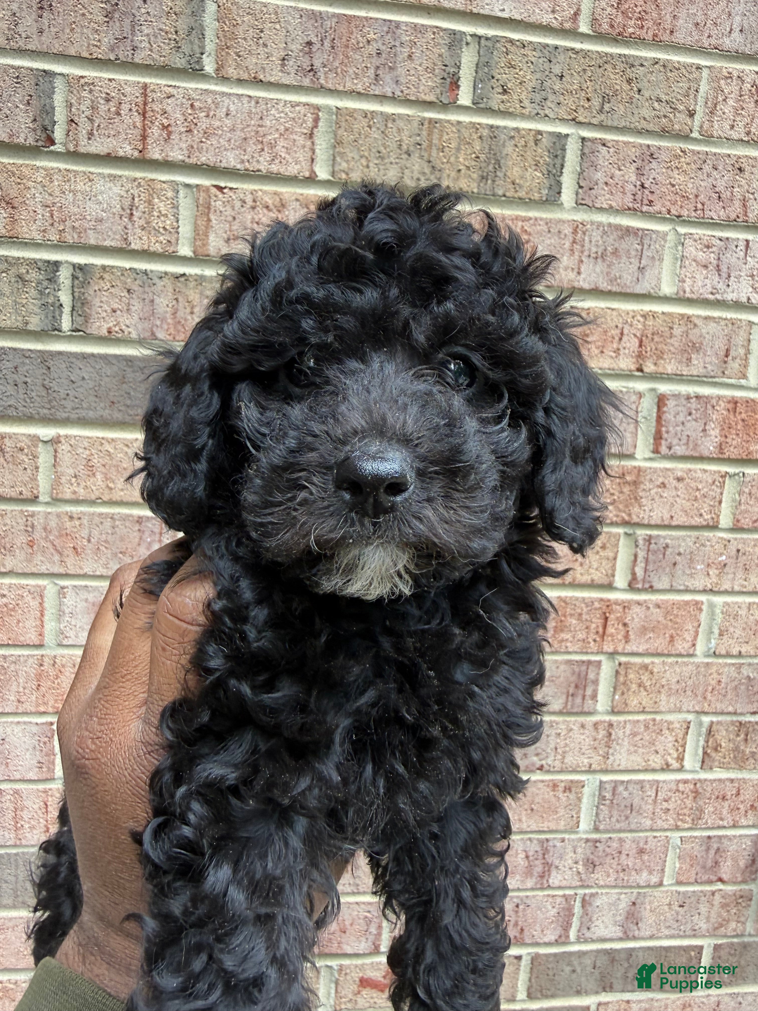 Toy Poodle dogs Toy Poodle Puppy 1 - Ad 10