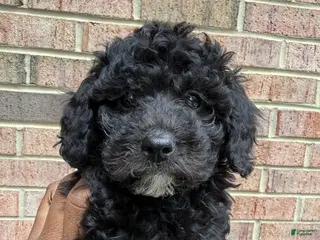 Toy Poodle dogs Toy Poodle Puppy 1 - Ad 10