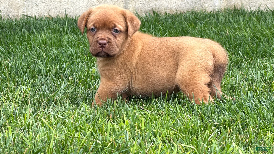 Dogue De Bordeaux dogs for sale: Babbles  - Ad 11