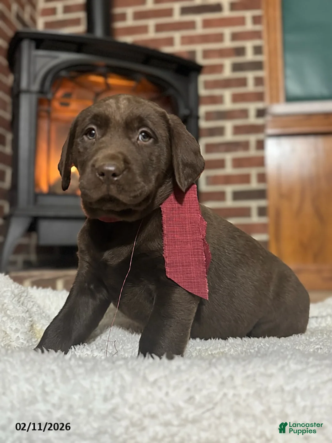 Labrador Retriever dogs for sale: Brett - Ad 4