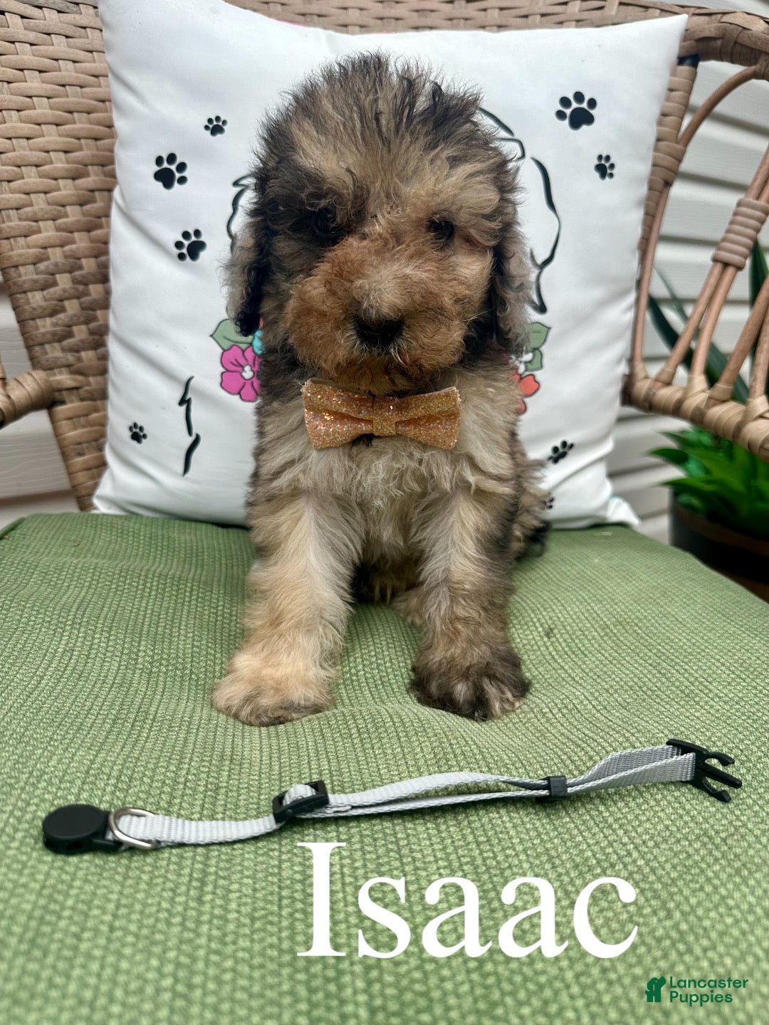 Standard Poodle dogs Isaac - Ad 1