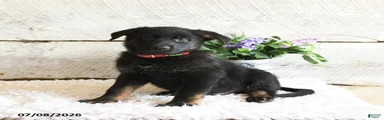 Ranger