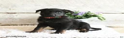 German Shepherd dogs for sale: Ranger - Ad 1