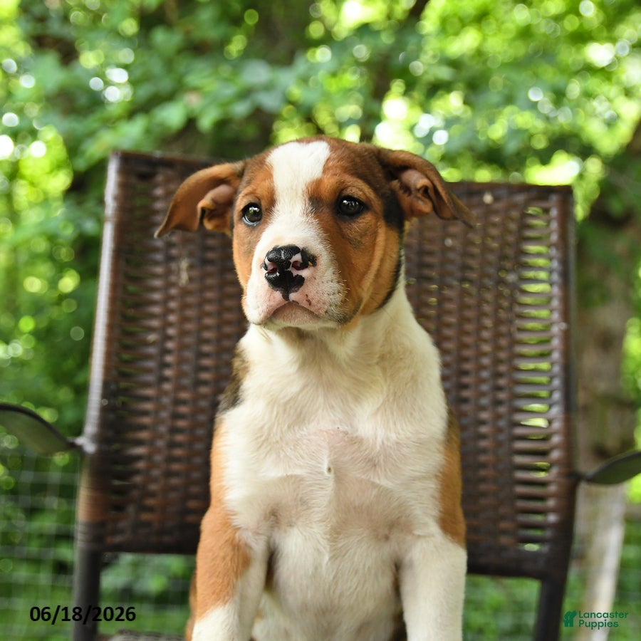 Mixed Breed dogs Harrison - Ad 2