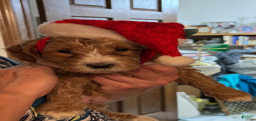 Gallery Image {{count}}