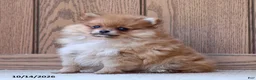 Pomeranian dogs for sale: Theresa - Ad 4