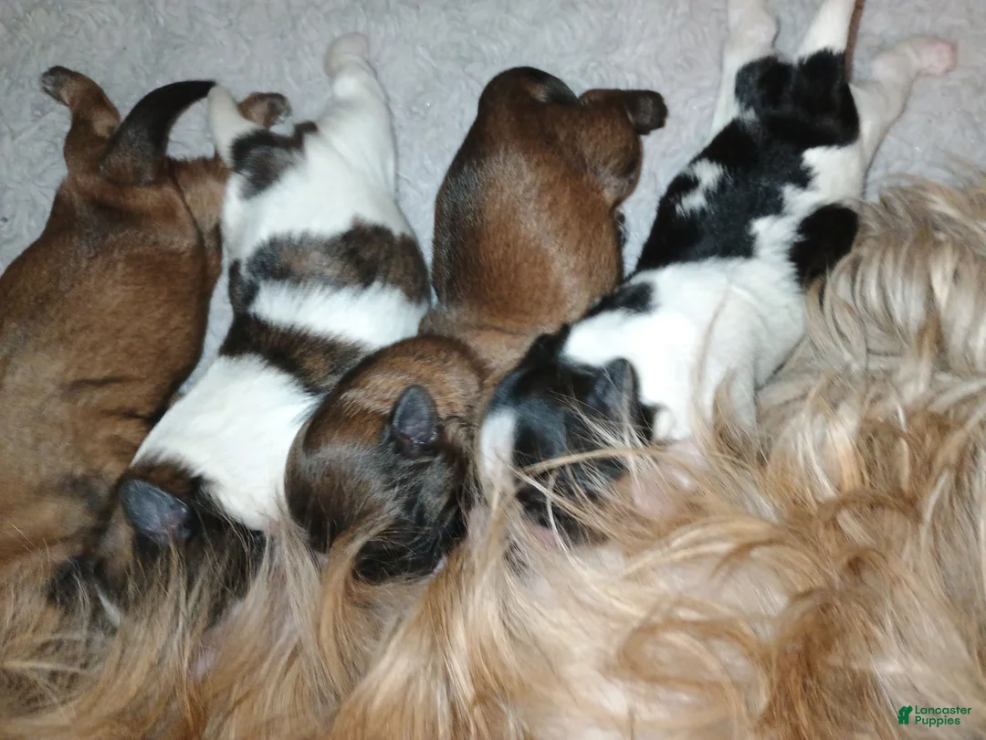 Shih Tzu dogs for sale: Shih Tzu Puppy 1 - Ad 1