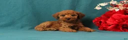 Mini Goldendoodle dogs for sale: October - Ad 1