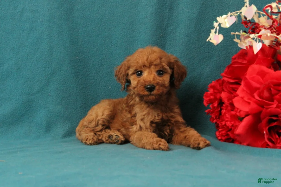 Mini Goldendoodle dogs for sale: October - Ad 1