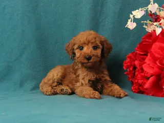 Mini Goldendoodle dogs October - Ad 2