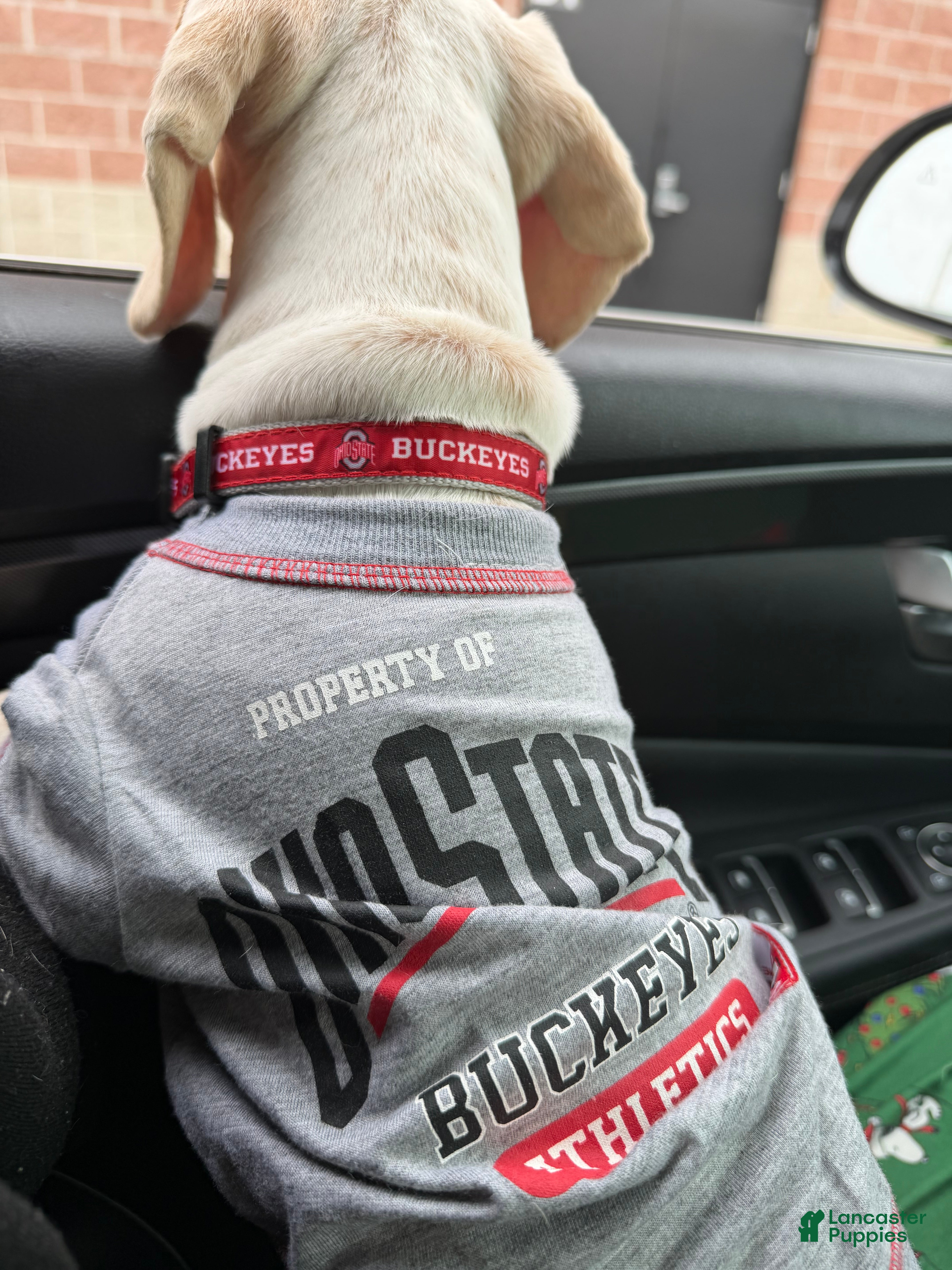 Dachshund dogs Hans  - Ad 1