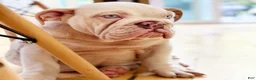 English Bulldog dogs for sale: Dallas - Ad 5