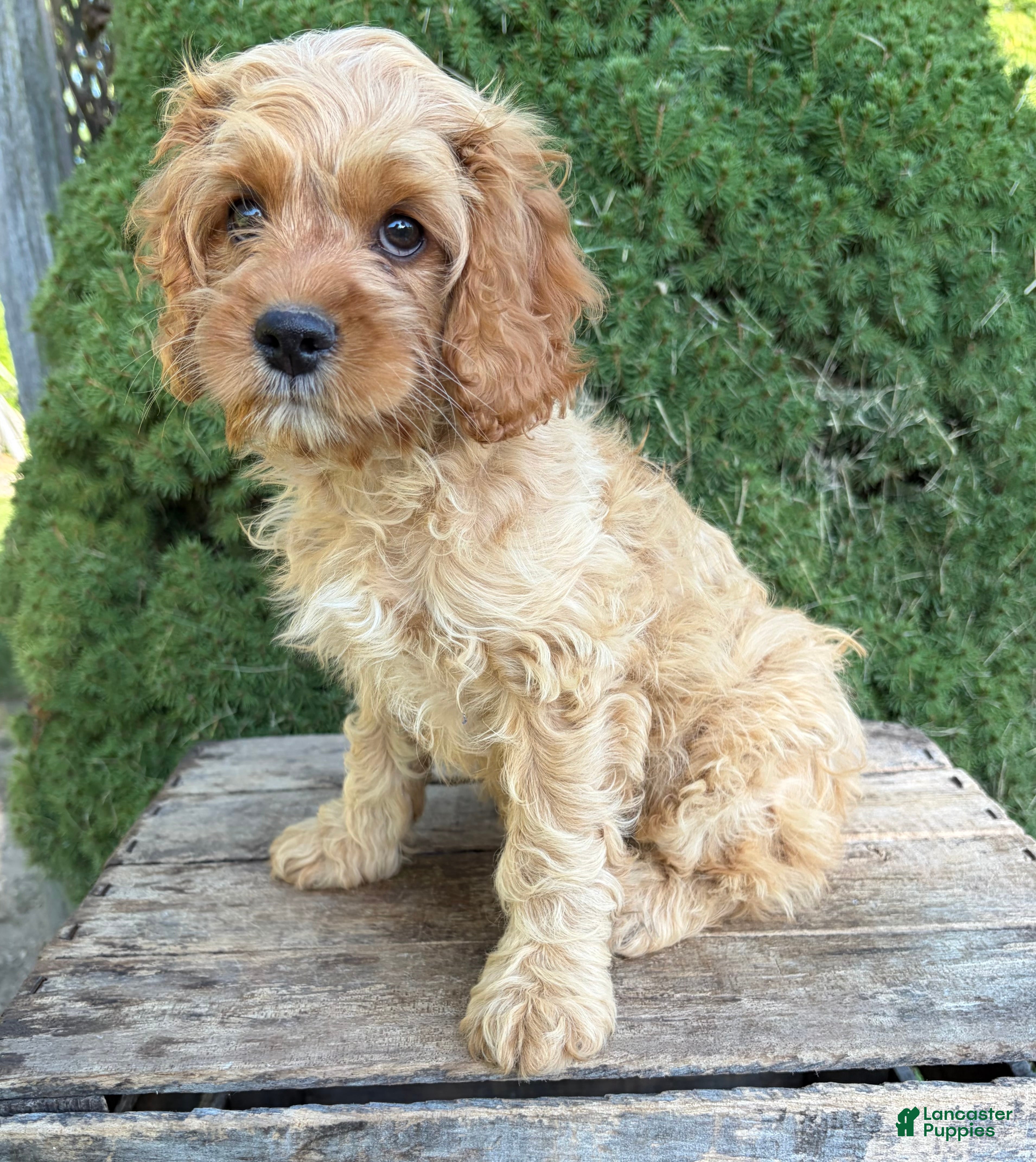 Cockapoo dogs Brielle - Ad 2