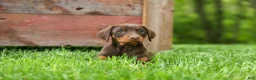 Doberman Pinscher dogs for sale:  Daisy (Red Rust) 🖤🐾 - Ad 6
