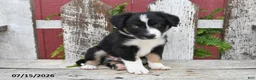 Border Collie dogs for sale: Dixon - Ad 4