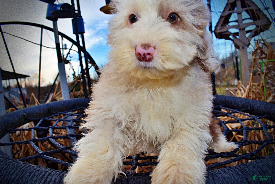 Havapoo dogs for sale: Wiggles - Ad 4